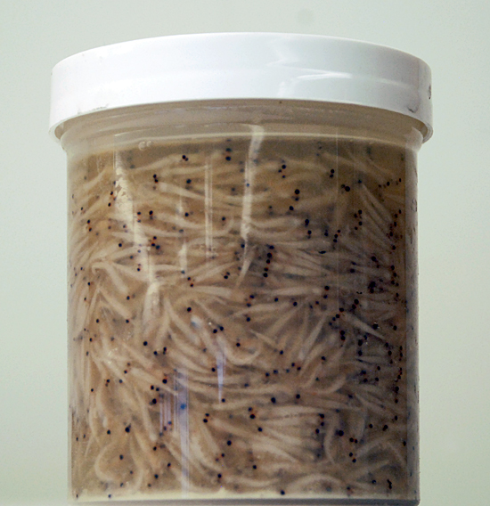 krill in a container