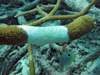 staghorn coral branch