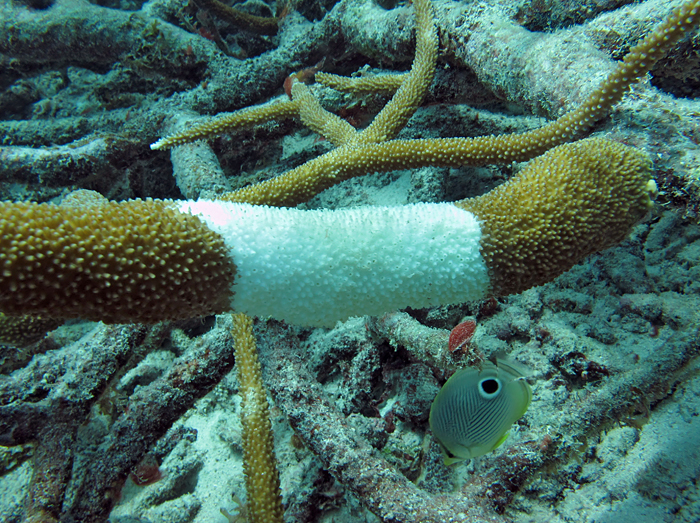 staghorn coral branch