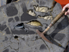 Pillow lava