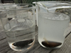 mussels in beakers