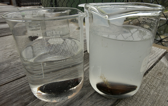 mussels in beakers