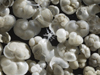 forams