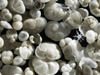fossilized shells magnified