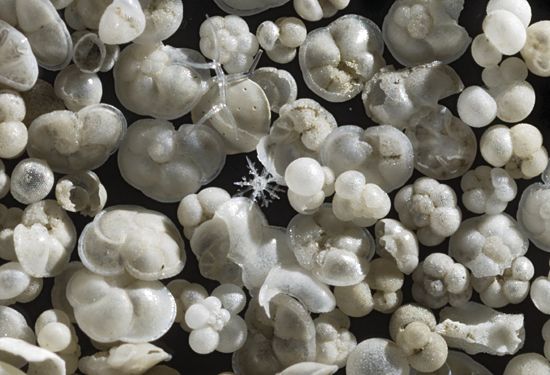 forams