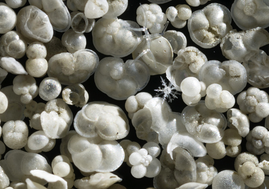 fossilized shells magnified