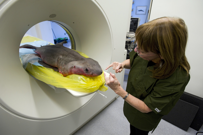 Shark scan
