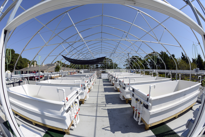Seawater mesocosm