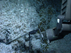 hydrothermal shrimp