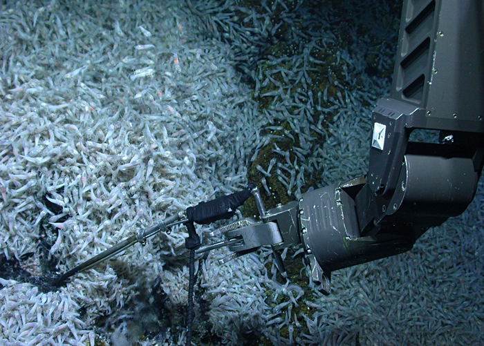 hydrothermal shrimp