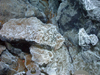 filaments of bacteria on sulfide rocks at Mid-Cayman Rise vents