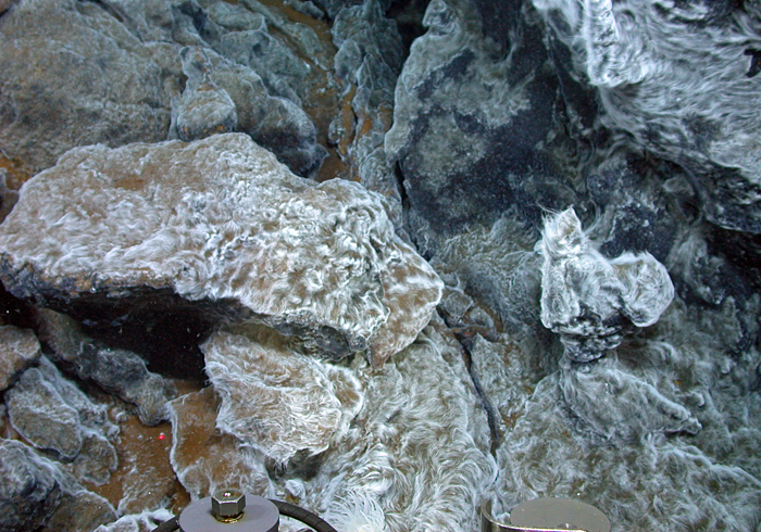 filaments of bacteria on sulfide rocks at Mid-Cayman Rise vents