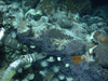 Jason's suction sampler by rocks with anemone, eyeless shrimp, snails, and smeary bacteria on rocks near hydrothermal vent at Mid-Cayman Rise