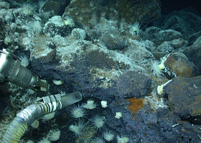 Jason's suction sampler by rocks with anemone, eyeless shrimp, snails, and smeary bacteria on rocks near hydrothermal vent at Mid-Cayman Rise