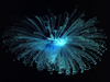 porpita porpita open ocean jelly