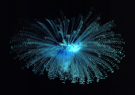 Bright Blue Jellyfish
