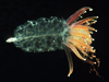Physophora hydrostatica