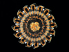 Nausithoe punctata