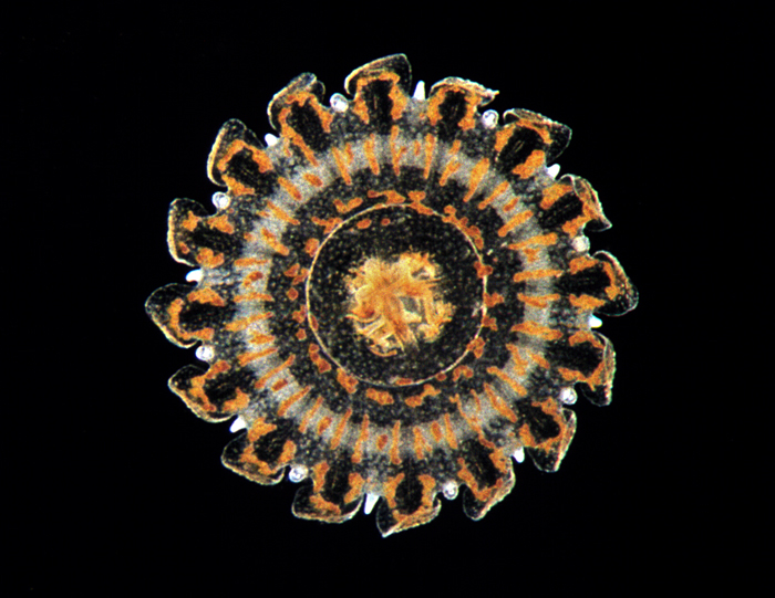 Nausithoe punctata