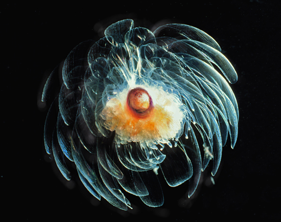 athorybia rosacea