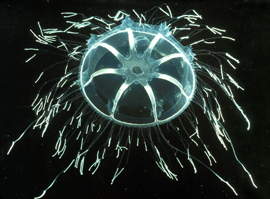 jellyfish