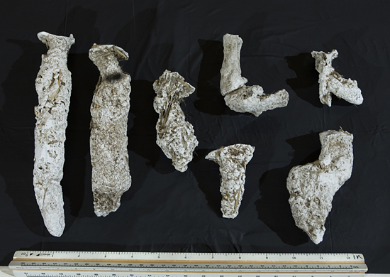 fiddler crab casts