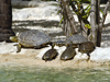 Turtles on a beach