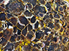 Biofouling