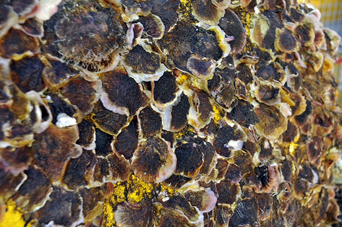 Biofouling