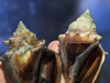 conch shells grown in lab