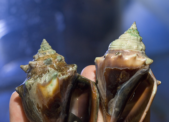 conch shells grown in lab