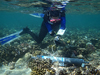 Coral survival