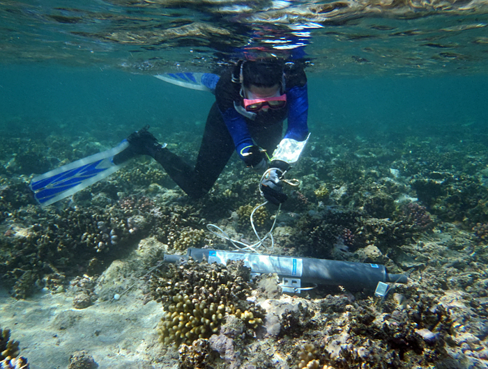 Coral survival