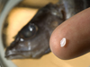 Kelton McMahon holds a fish otilith