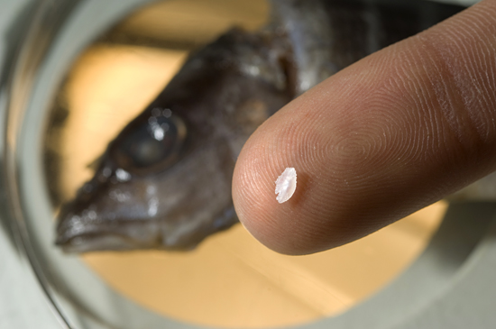 Kelton McMahon holds a fish otilith
