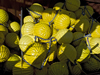 Hard hats
