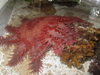 Crown-of-thorns starfish