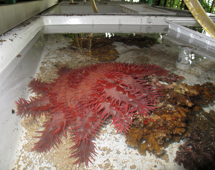 Crown-of-thorns starfish