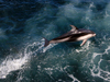 dolphin