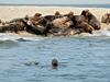 Cape Cod seals