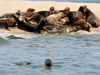 Seals on Billingsgate Shoal