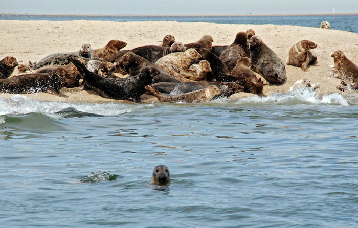 Cape Cod seals