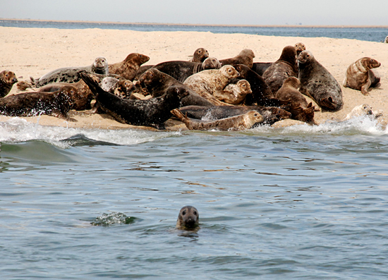 Seals on Billingsgate Shoal