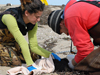 Andrea Bogomolni and Michael Moore down in Wellfleet counting/collecting dead eiders and live seals.