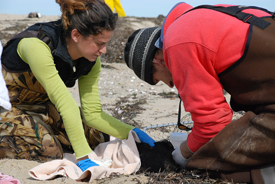 Andrea Bogomolni and Michael Moore down in Wellfleet counting/collecting dead eiders and live seals.