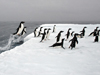 Adelie penguins