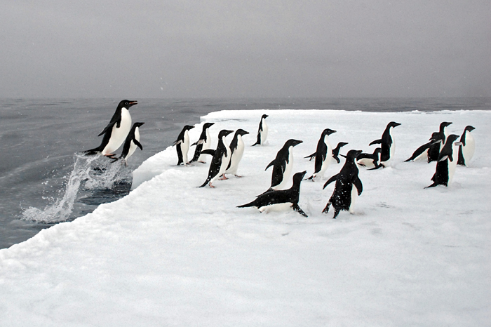 Adelie penguins