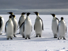shiney penguins