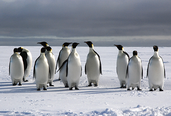 shiney penguins