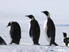 penguins